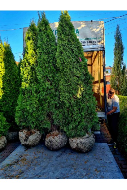 Туя западная Смарагд -280-300см